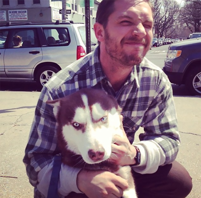 Tom Hardy perritos