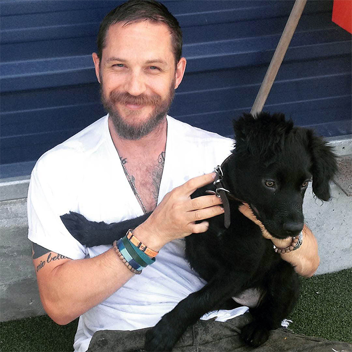 Tom Hardy perritos