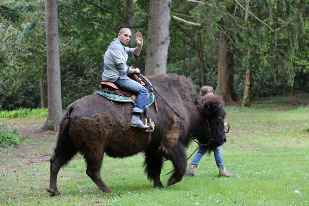 Max de The Wanted y su búfalo