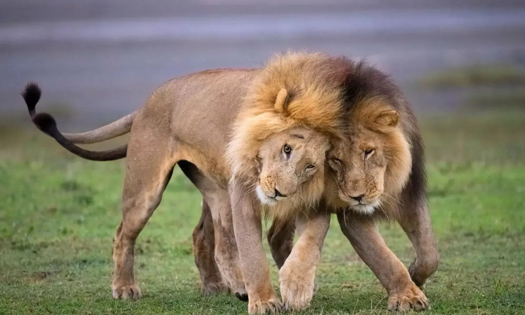 Acusan a un documental sobre leones bisexuales de promover una 