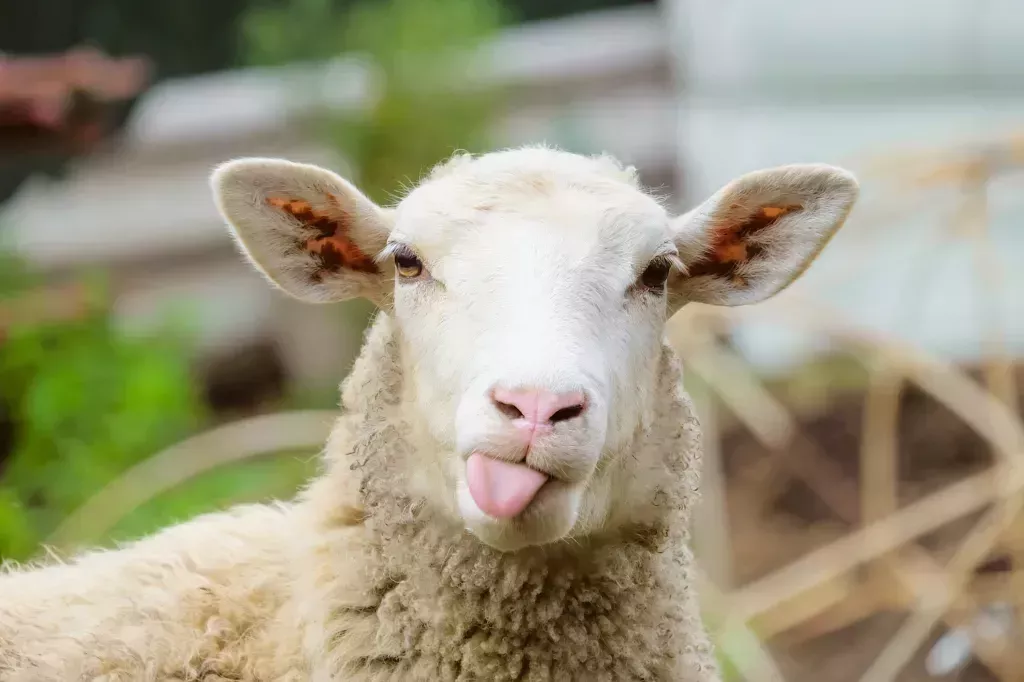 Portrait of sheep showing its tongue.