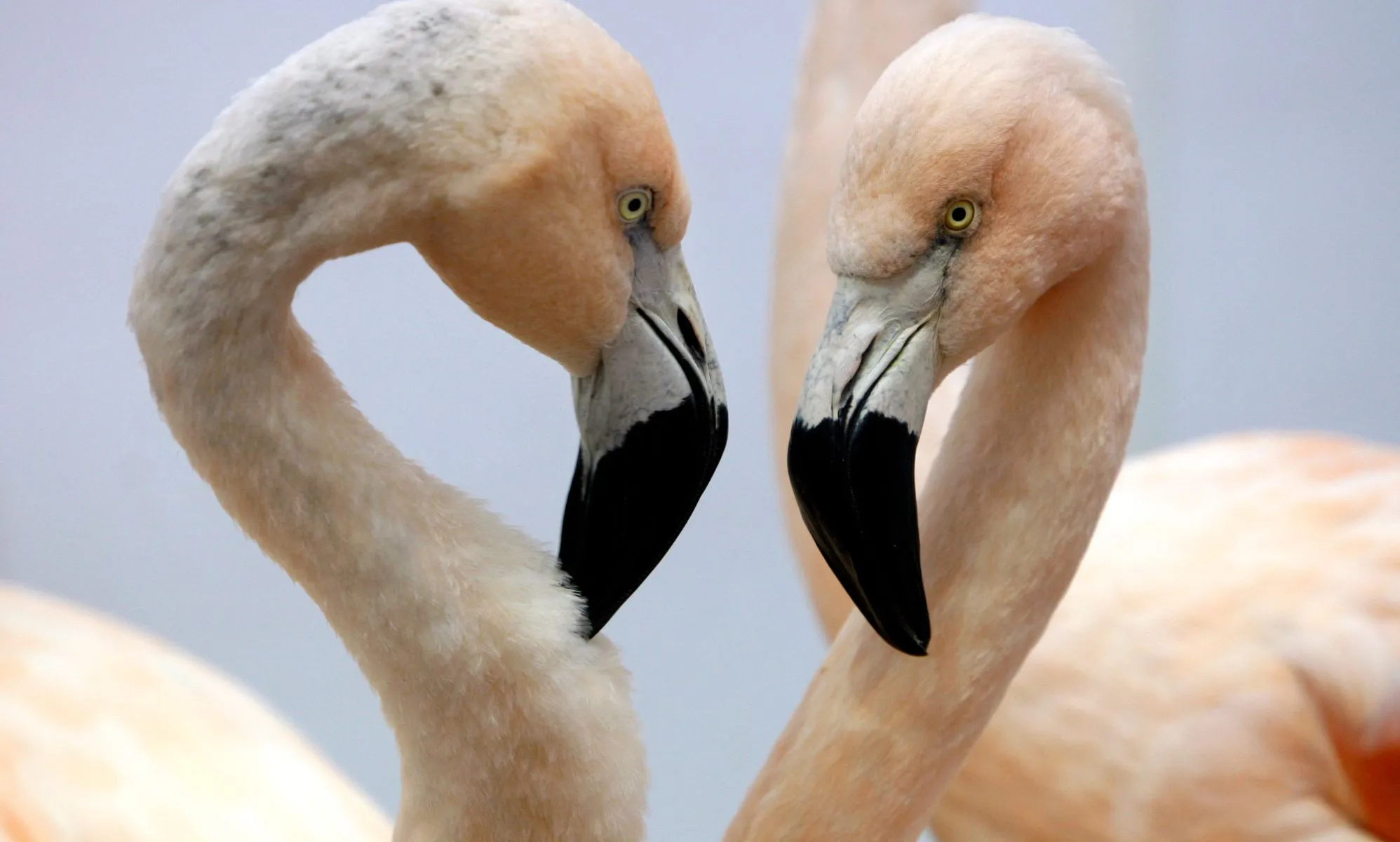 Flamencos homosexuales incuban un polluelo tras "adoptar" un huevo abandonado