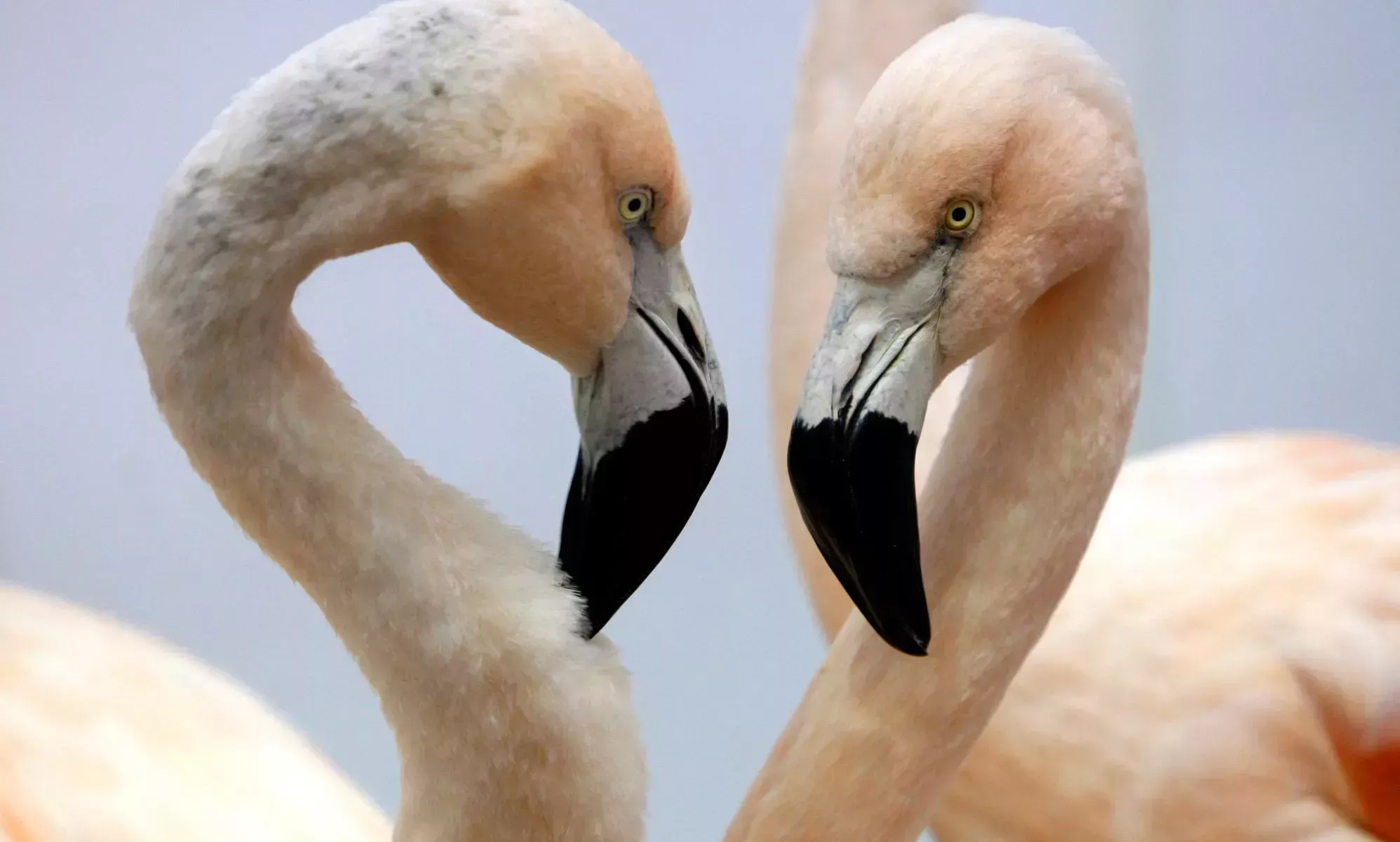 Flamencos homosexuales incuban un polluelo tras 