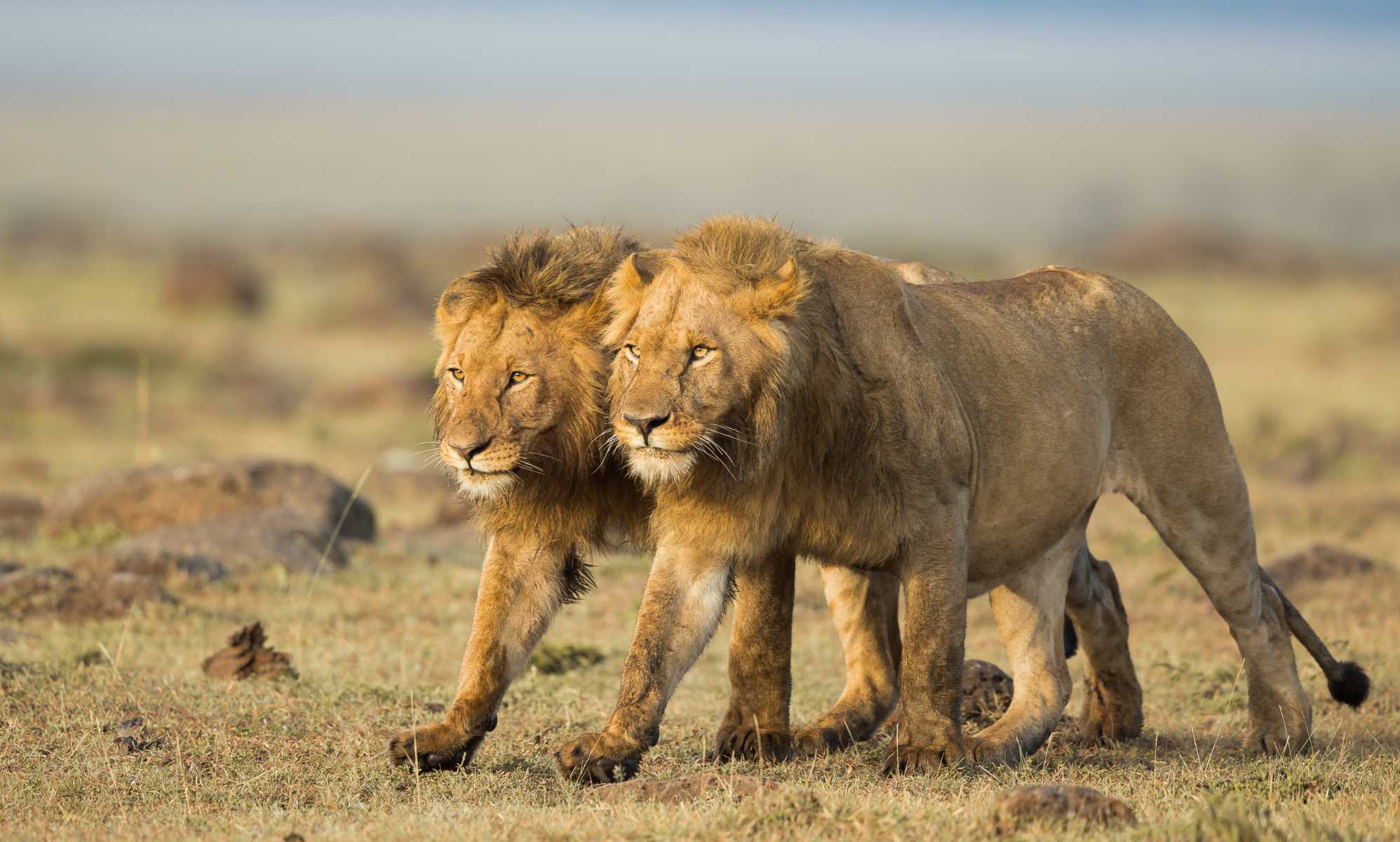 ¿Pueden ser homosexuales los animales? Sí, y muchos de ellos lo son, según los expertos.