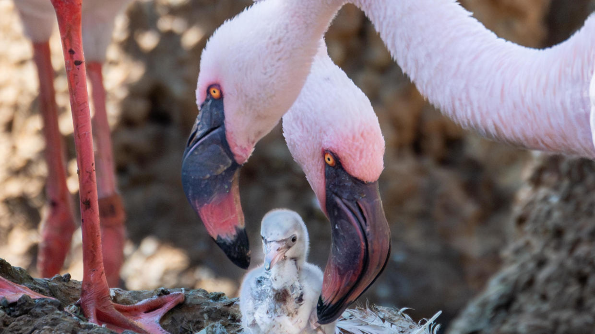 Unos flamencos gays crían a un polluelo adoptado tras eclosionar con éxito un huevo en el Safari Park del zoo de San Diego