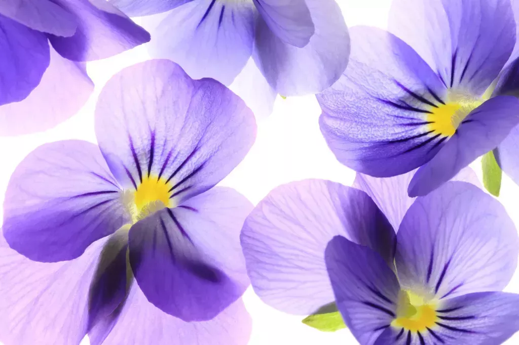 Primer plano de flores Violaceas en un fondo blanco