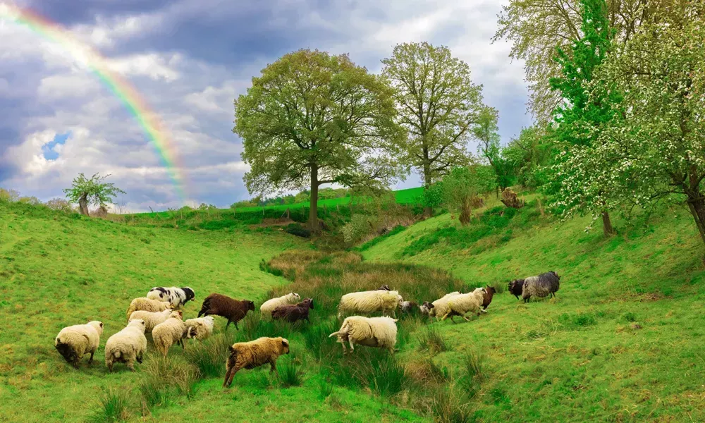 Apoyando al Primer Rebaño de Ovejas Gays del Mundo con un 'Sponsorsheep'