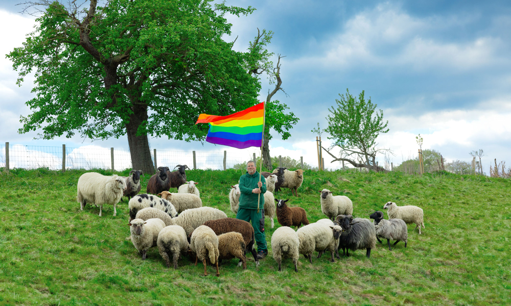 Apoyando al Primer Rebaño de Ovejas Gays del Mundo con un "Sponsorsheep"