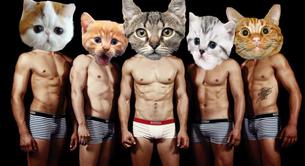 Fotos de modelos desnudos y gatos, la última moda en internet