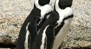 Pingüinas lesbianas en un zoo en Israel