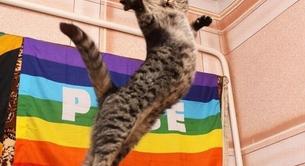 Una mujer se deshace de su gato por ser gay