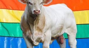 Una campaña para proteger a un toro gay del matadero