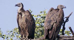 2 buitres gays adoptan y cuidan de un pollito en un Zoo de Amsterdam