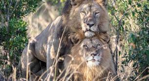 El gobierno de Kenya envía a unos leones gay a terapia de "curación"