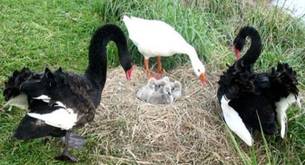 Ganso ciego y bisexual recibe una placa al lado de su amante, un cisne bisexual